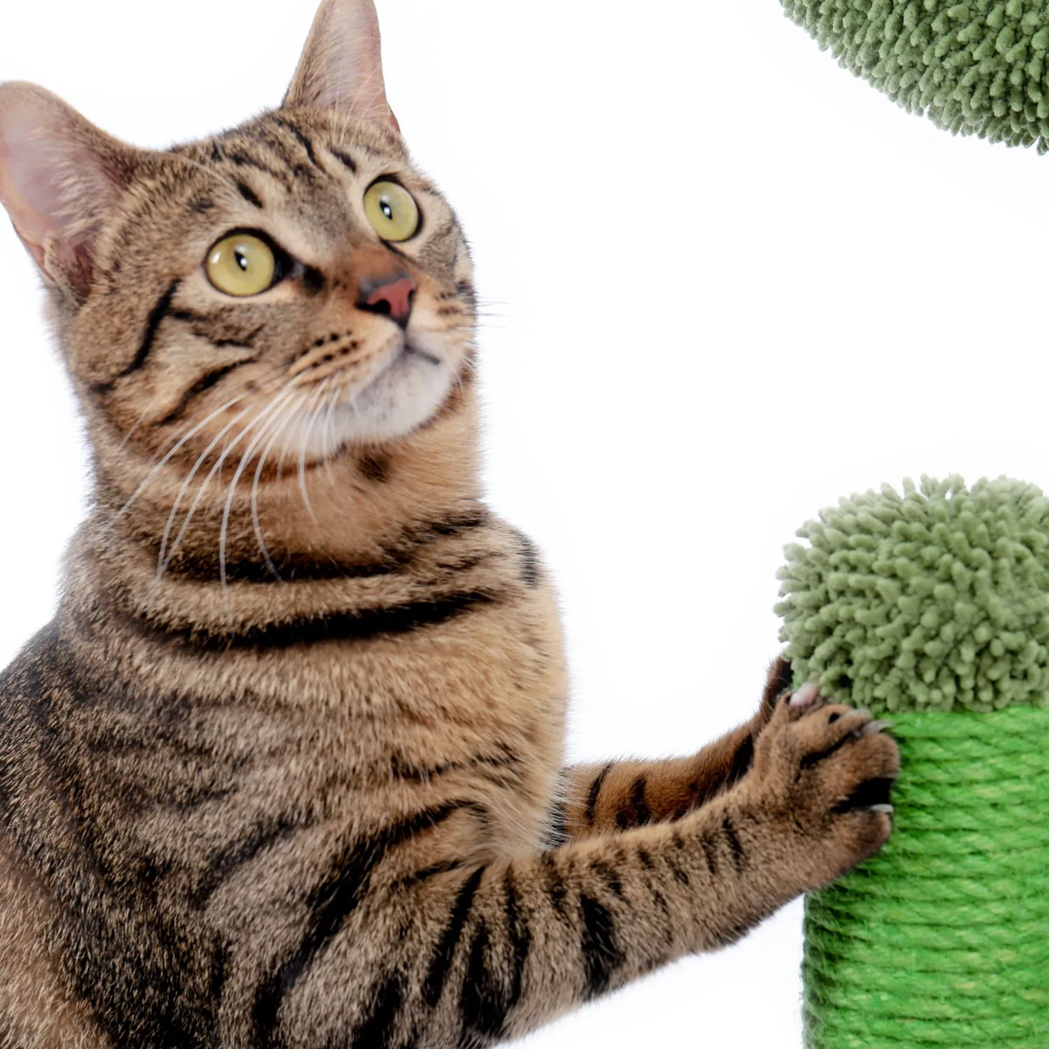 Cactus Scratcher Interactive with Dangling Ball for Cats