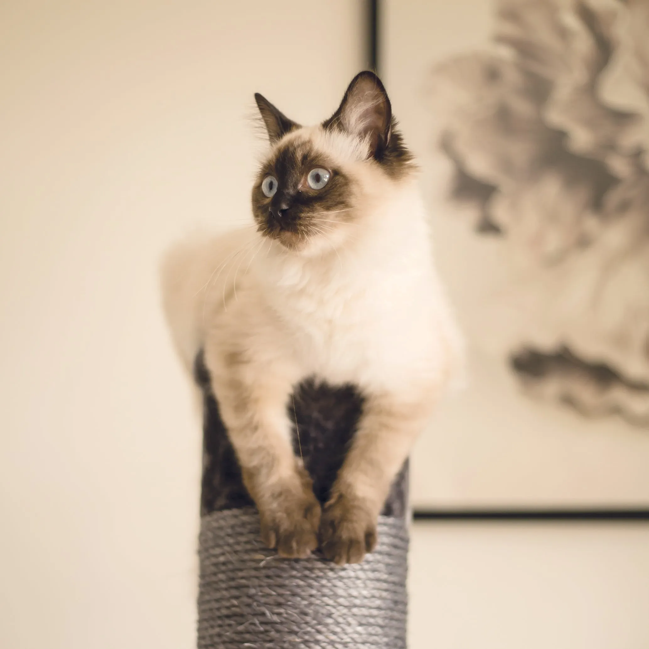 Cat Scratch Post - Medium
