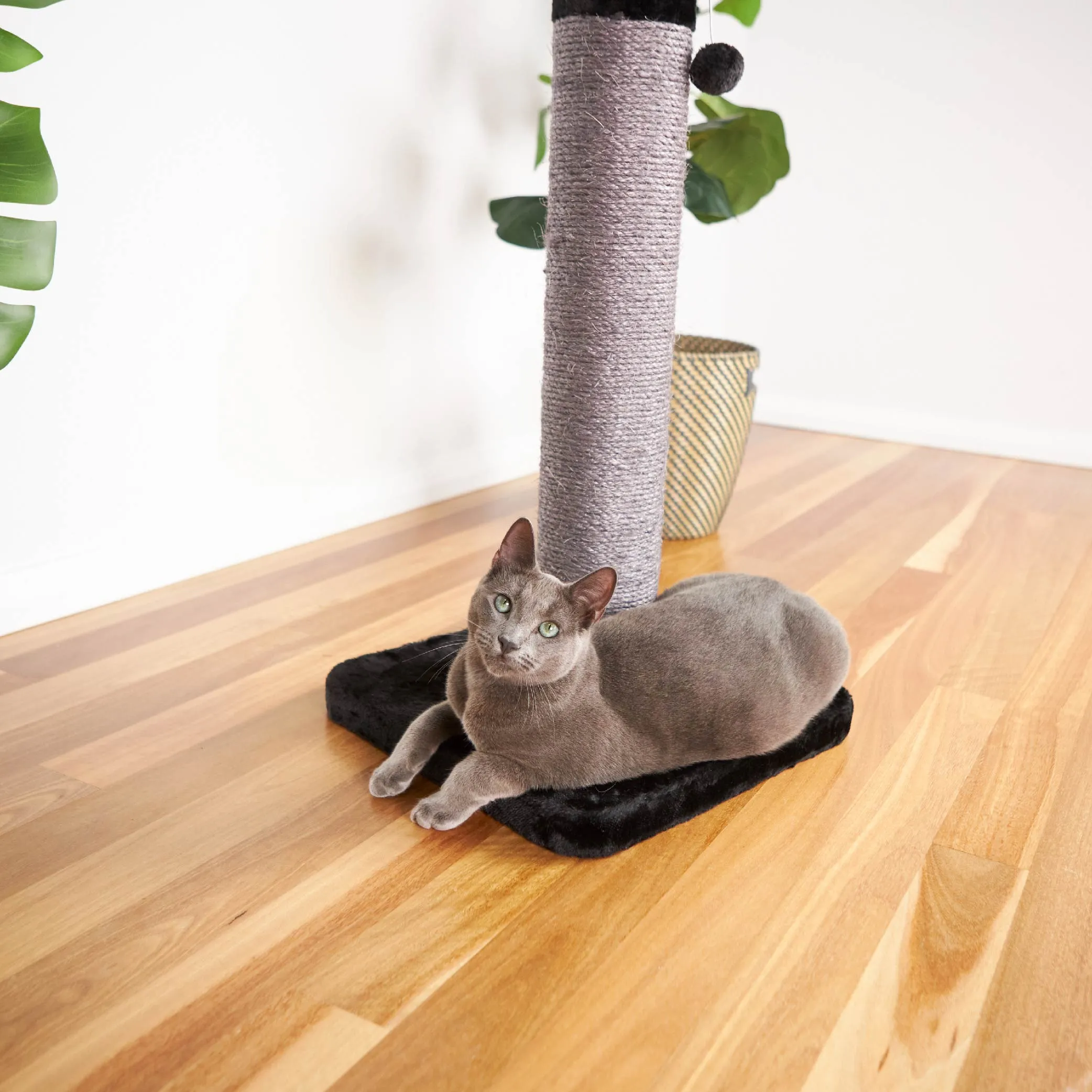 Cat Scratch Post - Medium