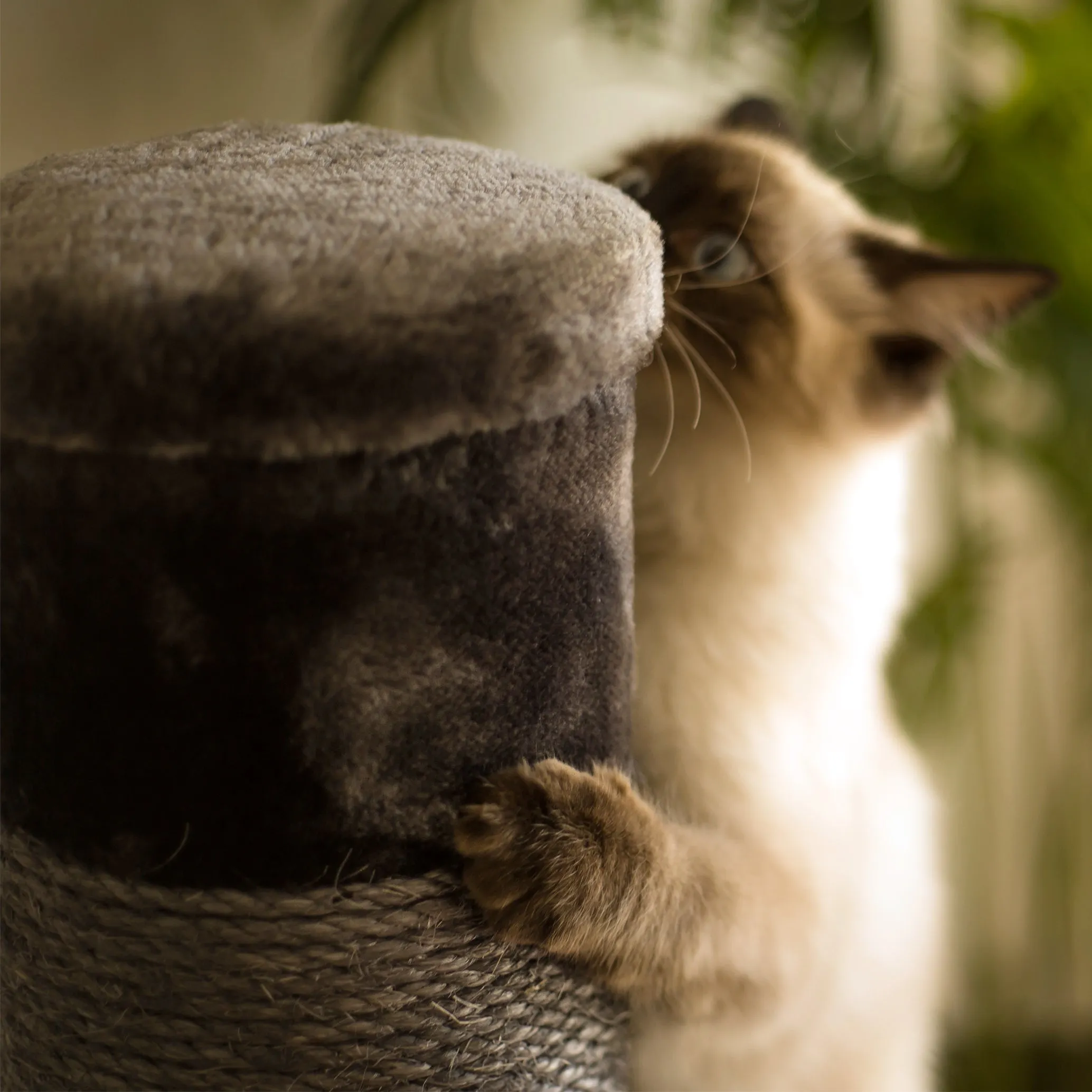 Cat Scratch Post - Medium