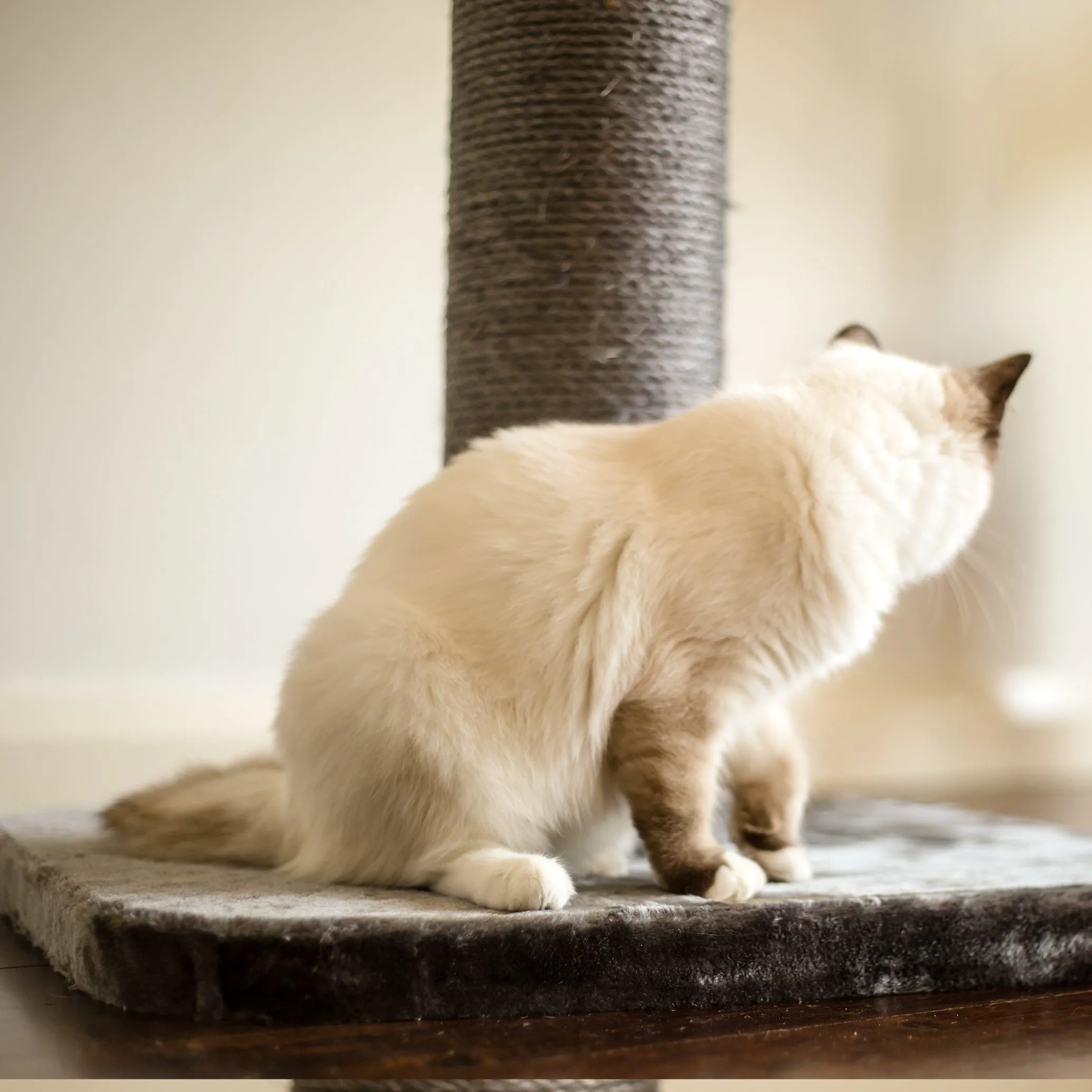 Cat Scratch Post - Medium