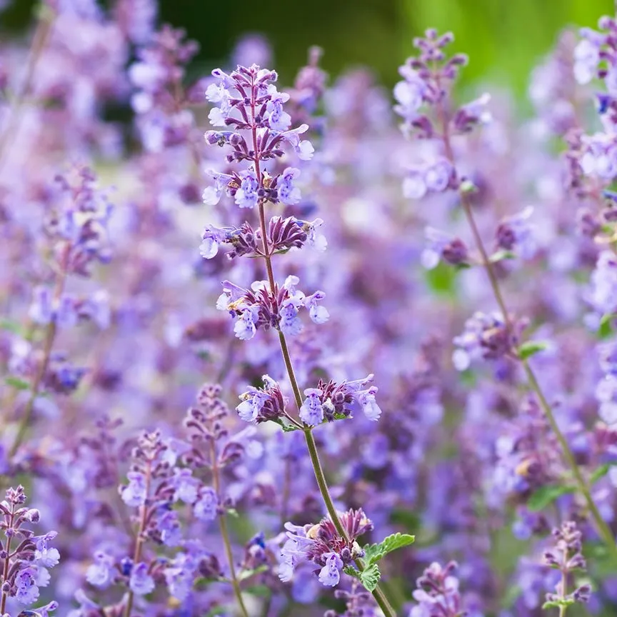 Catnip Essential Oil