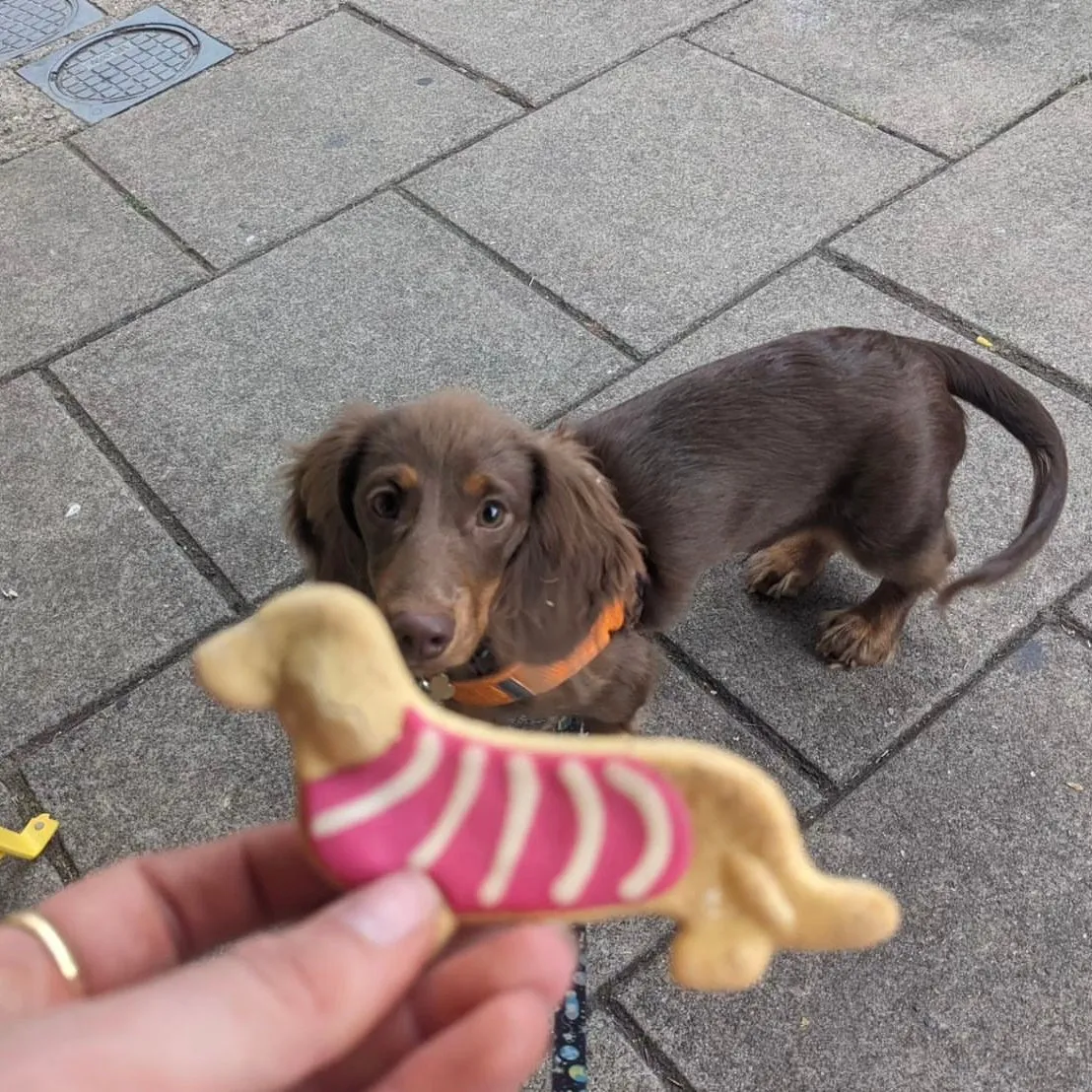 Handmade Dachshund Biscuits for Dogs
