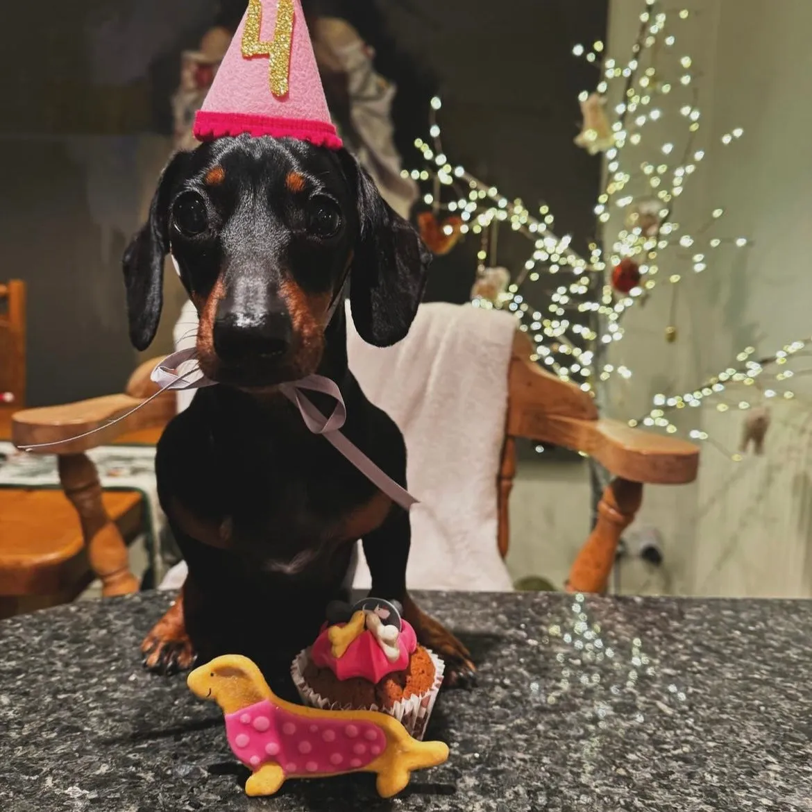 Handmade Dachshund Biscuits for Dogs