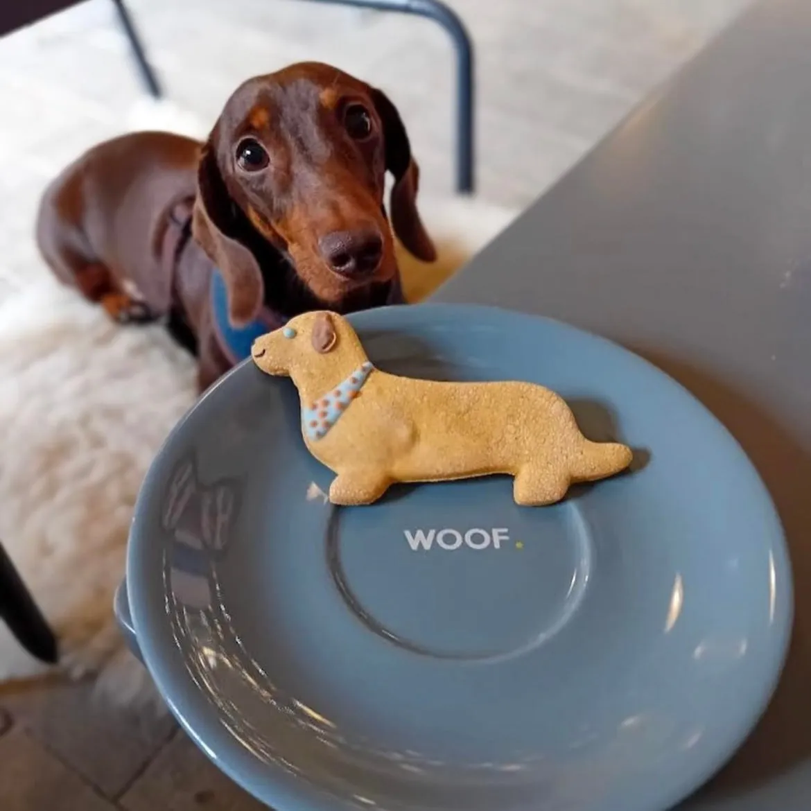 Handmade Dachshund Biscuits for Dogs