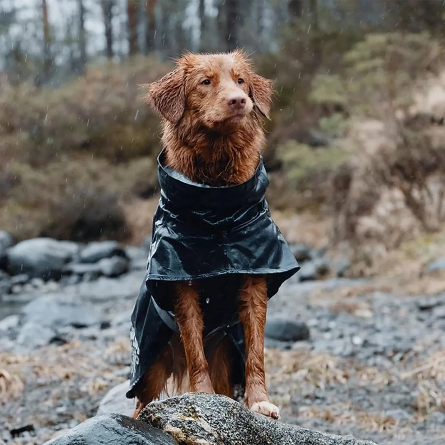 Hurtta Monsoon Coat, Dog Raincoat, BlackBerry, 20 in