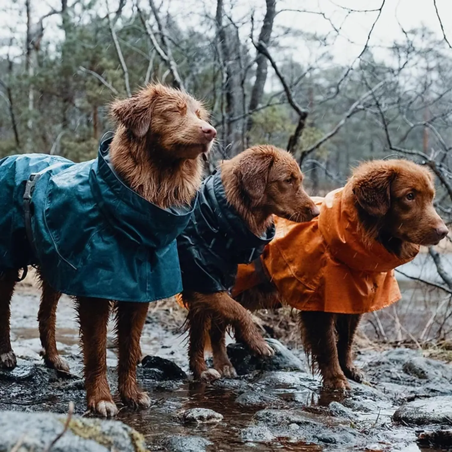 Hurtta Monsoon Coat, Dog Raincoat, BlackBerry, 20 in