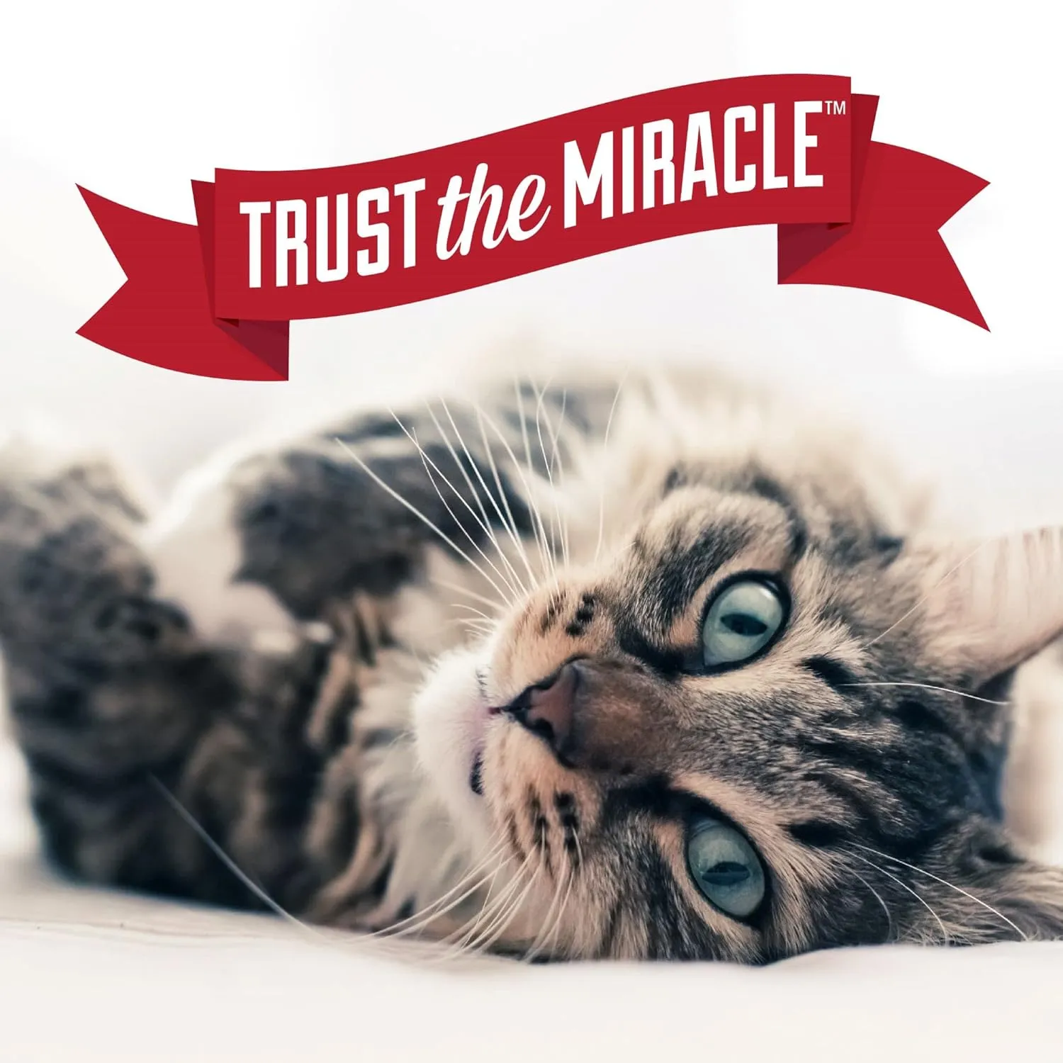 Nature's Miracle Urine Destroyer Plus for Cats, Enzymatic Formula for Severe Cat Urine Stains and Yellow Stick Residue, 128 oz