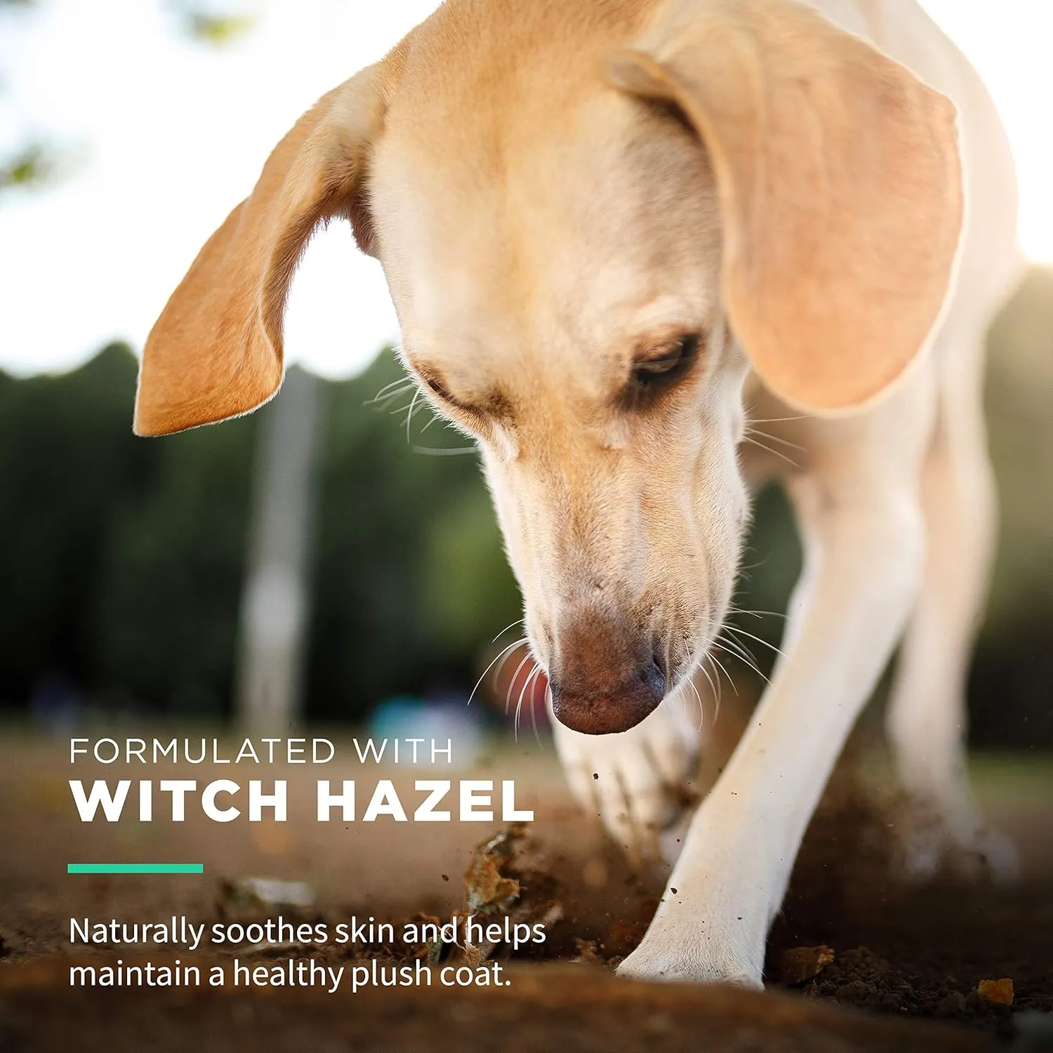 Wet Ones for Pets Extra Gentle Dog Wipes with Witch Hazel for Snout, Eye, Ear - Fragrance-Free Dog Wipes for All Dogs Wet Ones Wipes with Wet Lock Seal (Pack of 24, 720 Count Total)